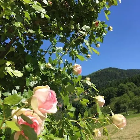 Panorama Im Schwarzwald In Einzigartiger Lage, Terrasse, 2 Schlafzimmer, Direkt Am Waldrand, Nahe Baden-baden Apartment *